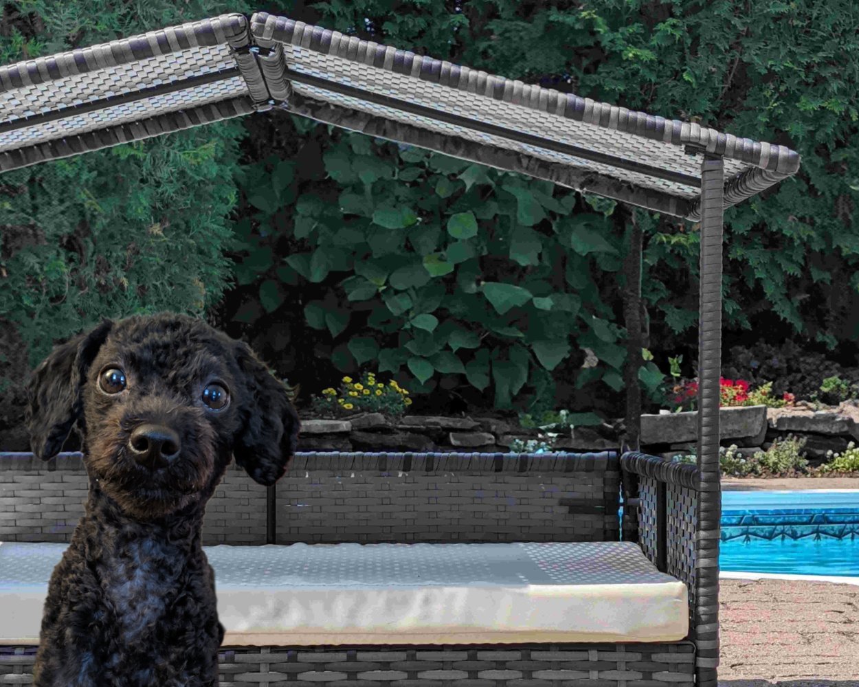 Pet Accessories