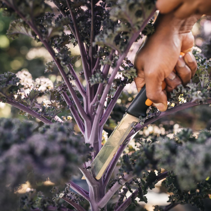Harvesting Knife
