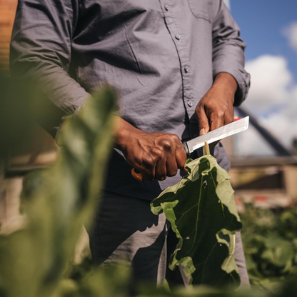 Harvesting Knife
