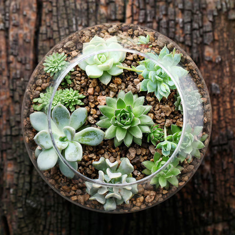 Stone Art Napa Terrarium